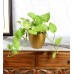 Jar Shape Flower Pot